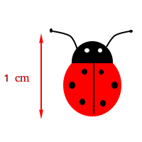 1 cm is approximately the length of ladybug